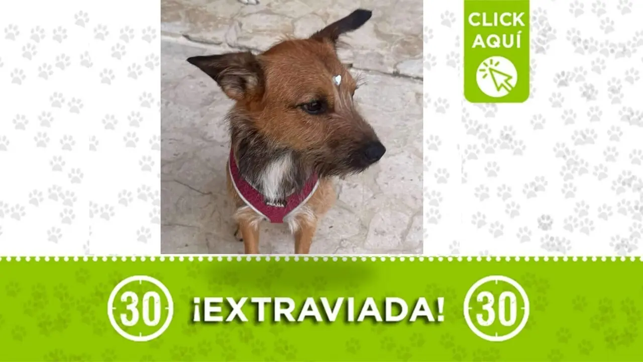 ¡Urgente! Buscan a «Nina», perrita extraviada entre Laureles y La América