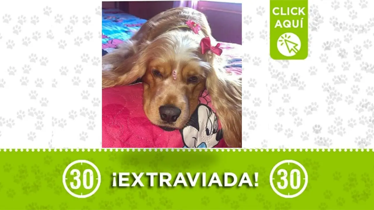 Shary estaba embarazada de dos meses cuando se perdió: dicen haberla visto cerca a la casa de Justicia del Barrio parís