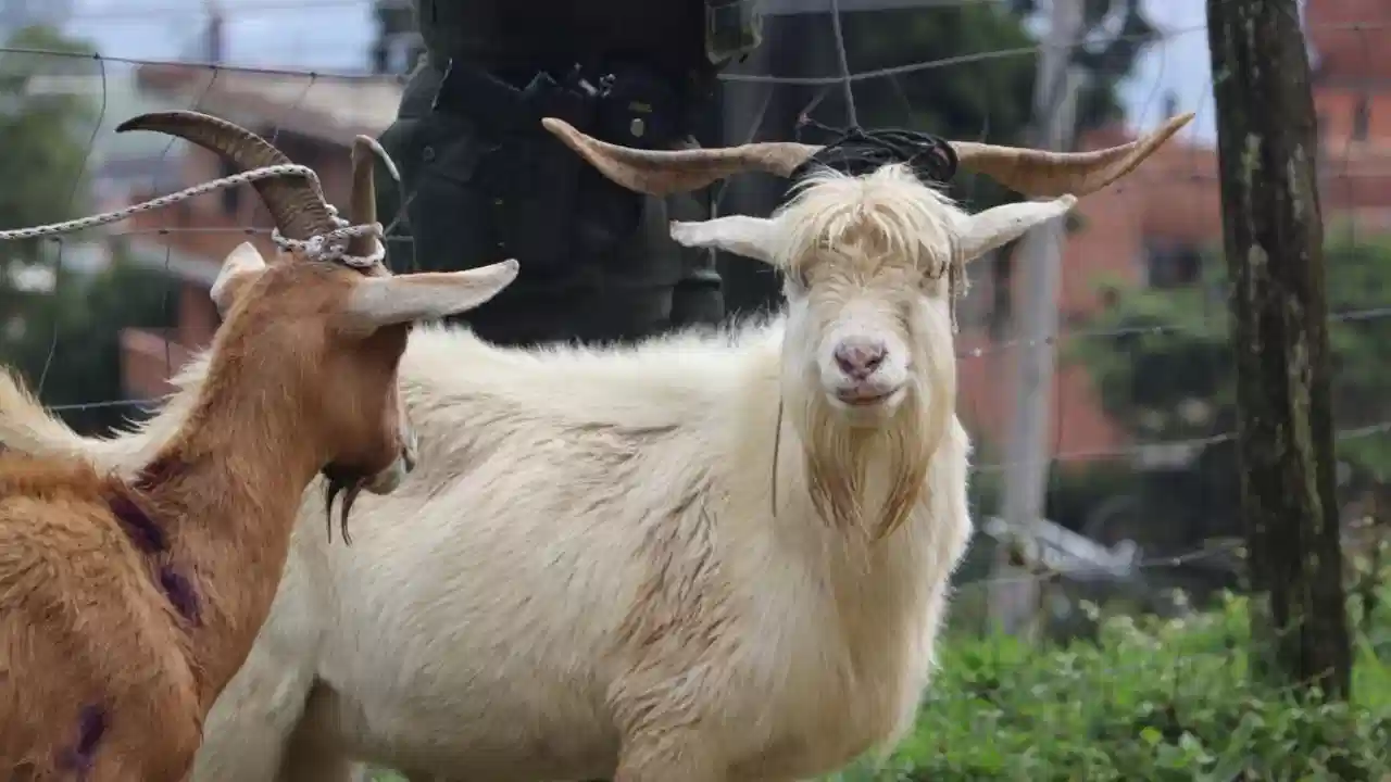 21 animales bajo custodia por maltrato: lo que hallaron las autoridades en predio de Altavista