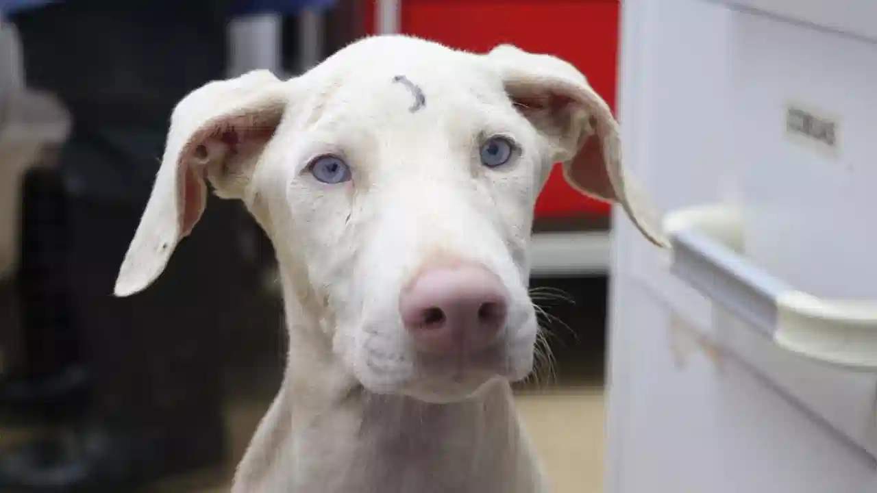 21 animales bajo custodia por maltrato: lo que hallaron las autoridades en predio de Altavista