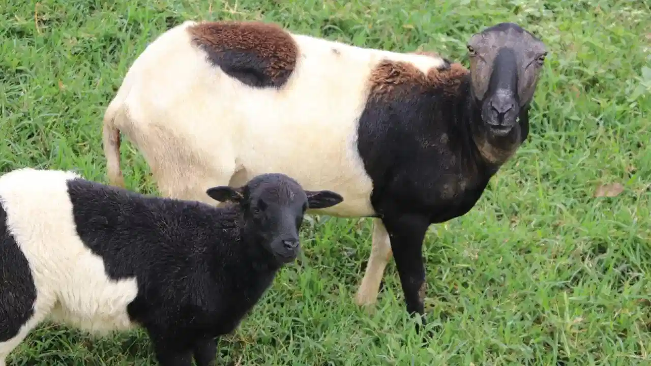 21 animales bajo custodia por maltrato: lo que hallaron las autoridades en predio de Altavista