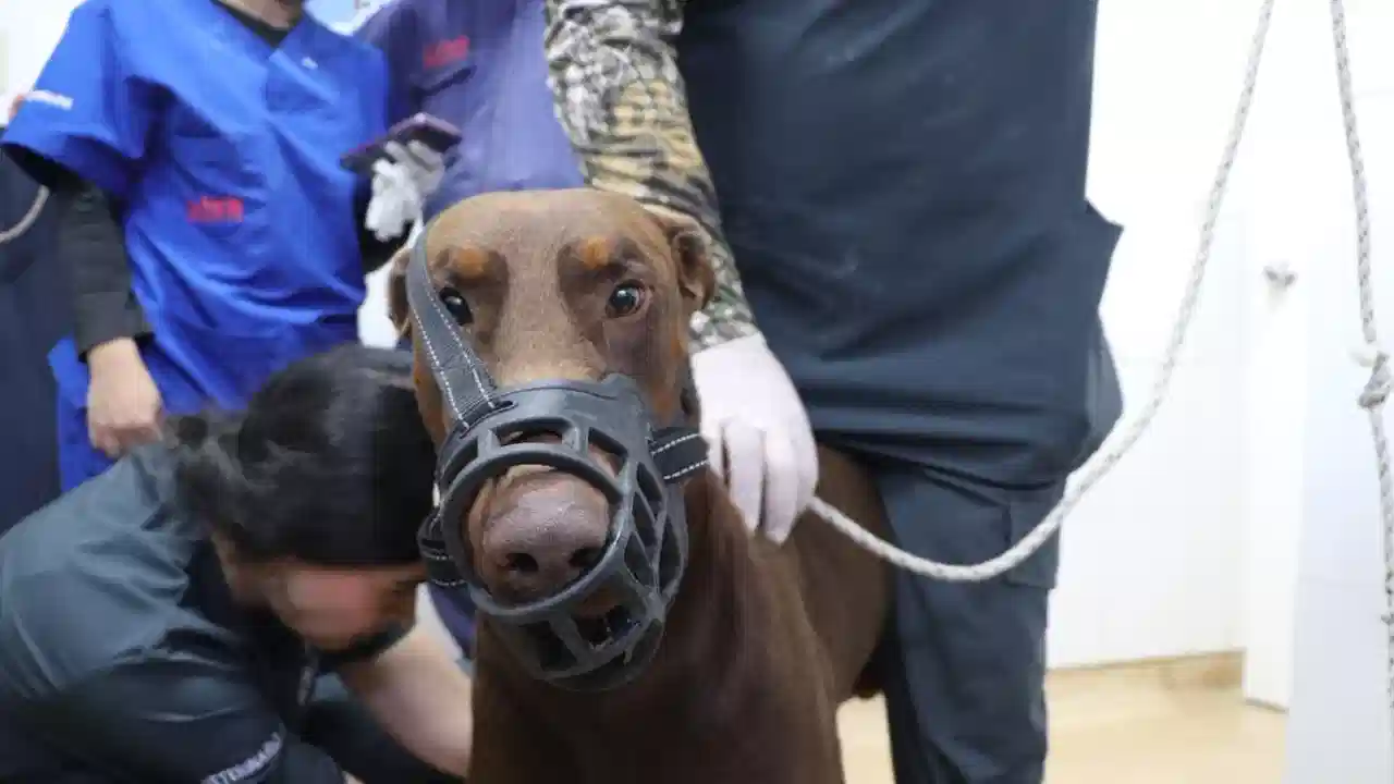 21 animales bajo custodia por maltrato: lo que hallaron las autoridades en predio de Altavista