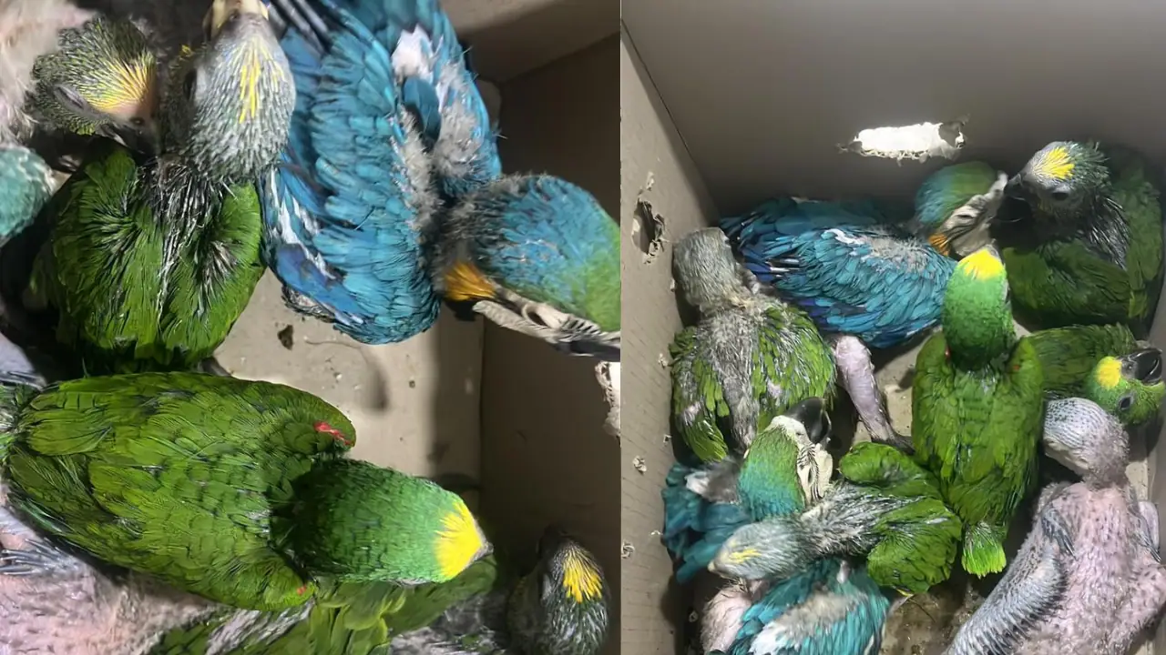 ¡En maletín y caja! Sorprenden a un hombre con 27 loros en vía de Cundinamarca