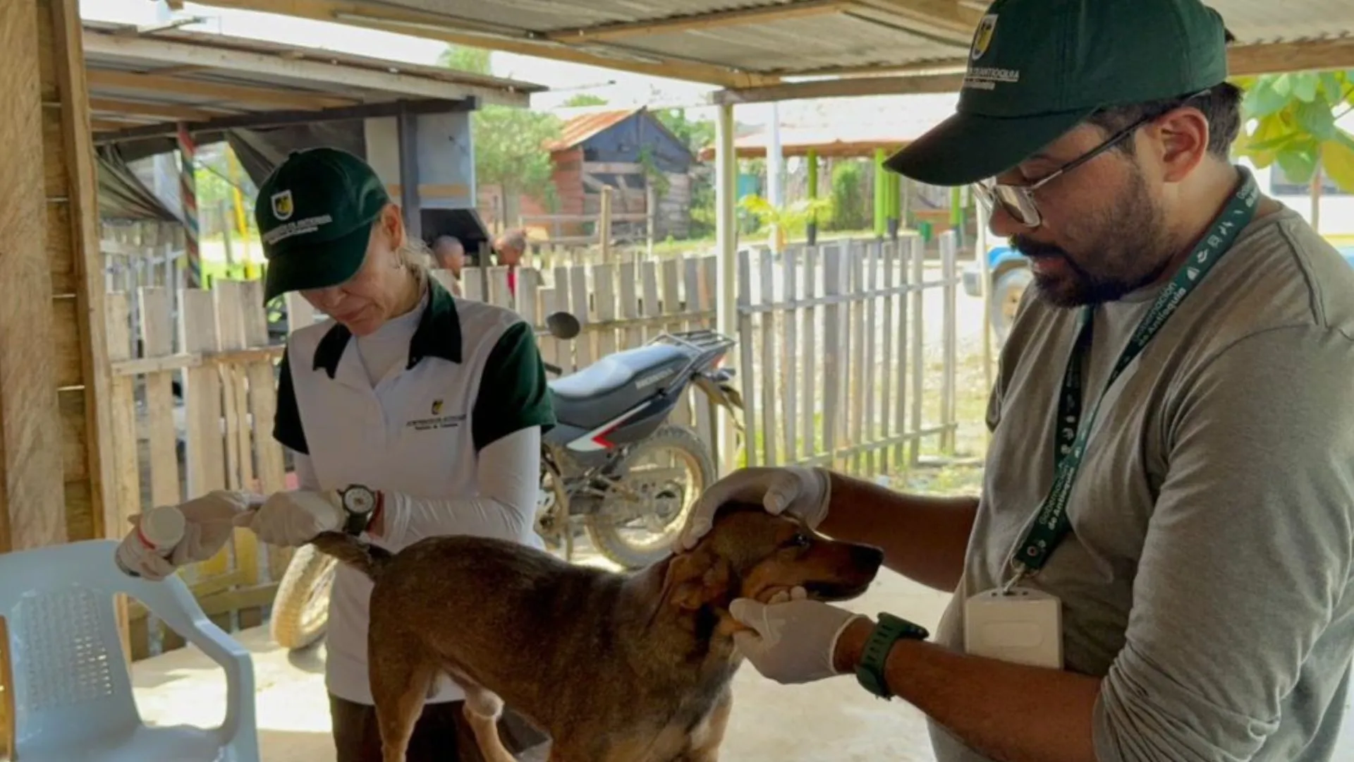 Gobernación de Antioquia atiende a más de 300 animales afectados por lluvias en Urabá