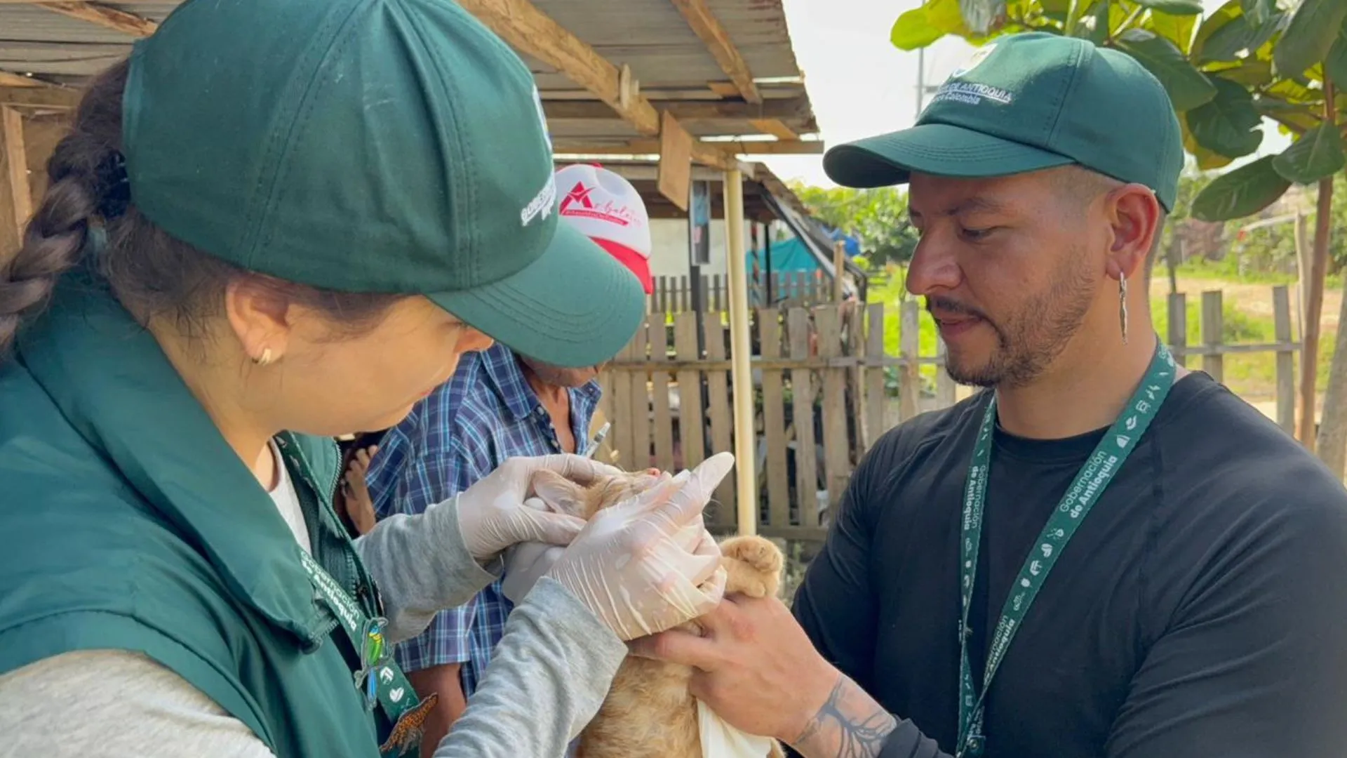 Gobernación de Antioquia atiende a más de 300 animales afectados por lluvias en Urabá