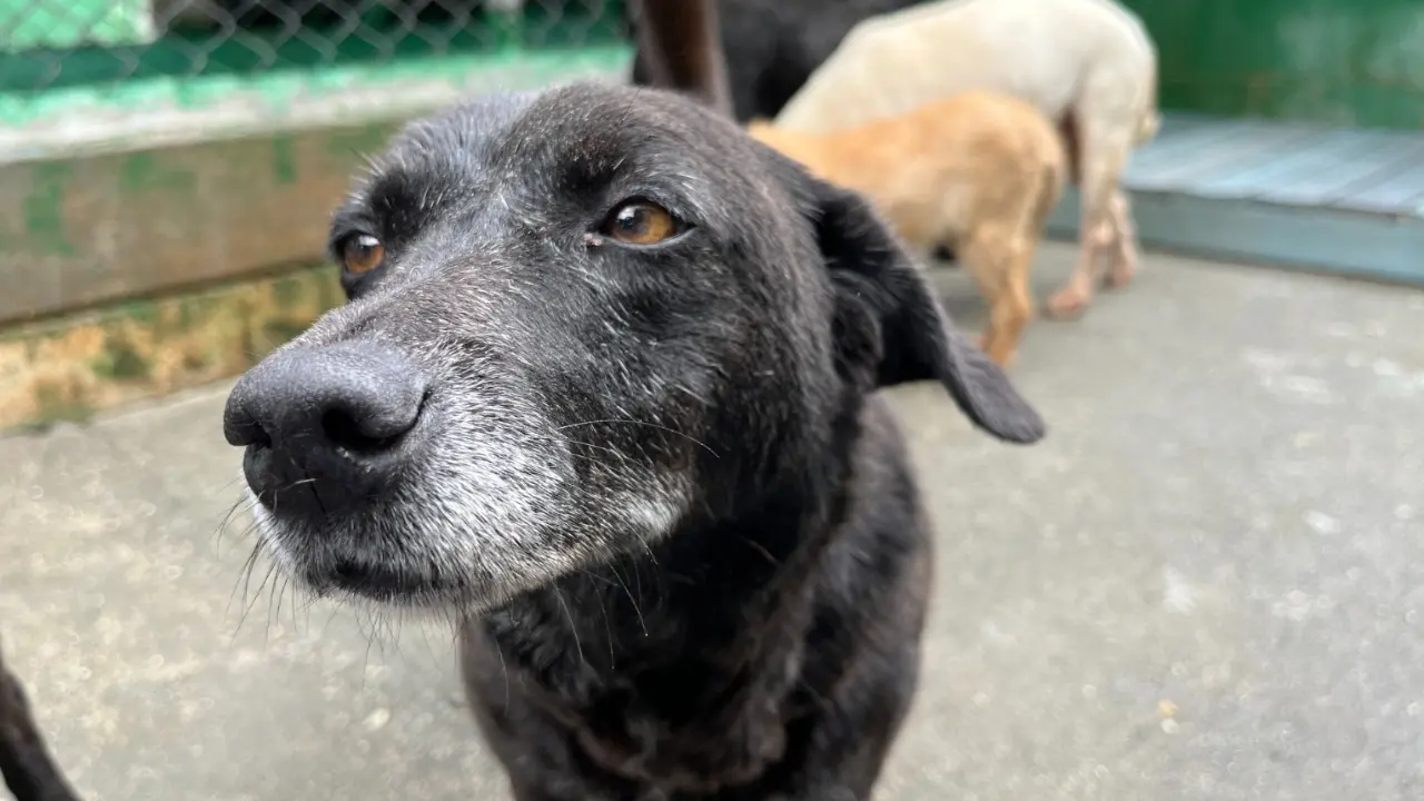 ¡Plan para el sábado! El Love Pet Fest llega al centro de Medellín con atención veterinaria gratis