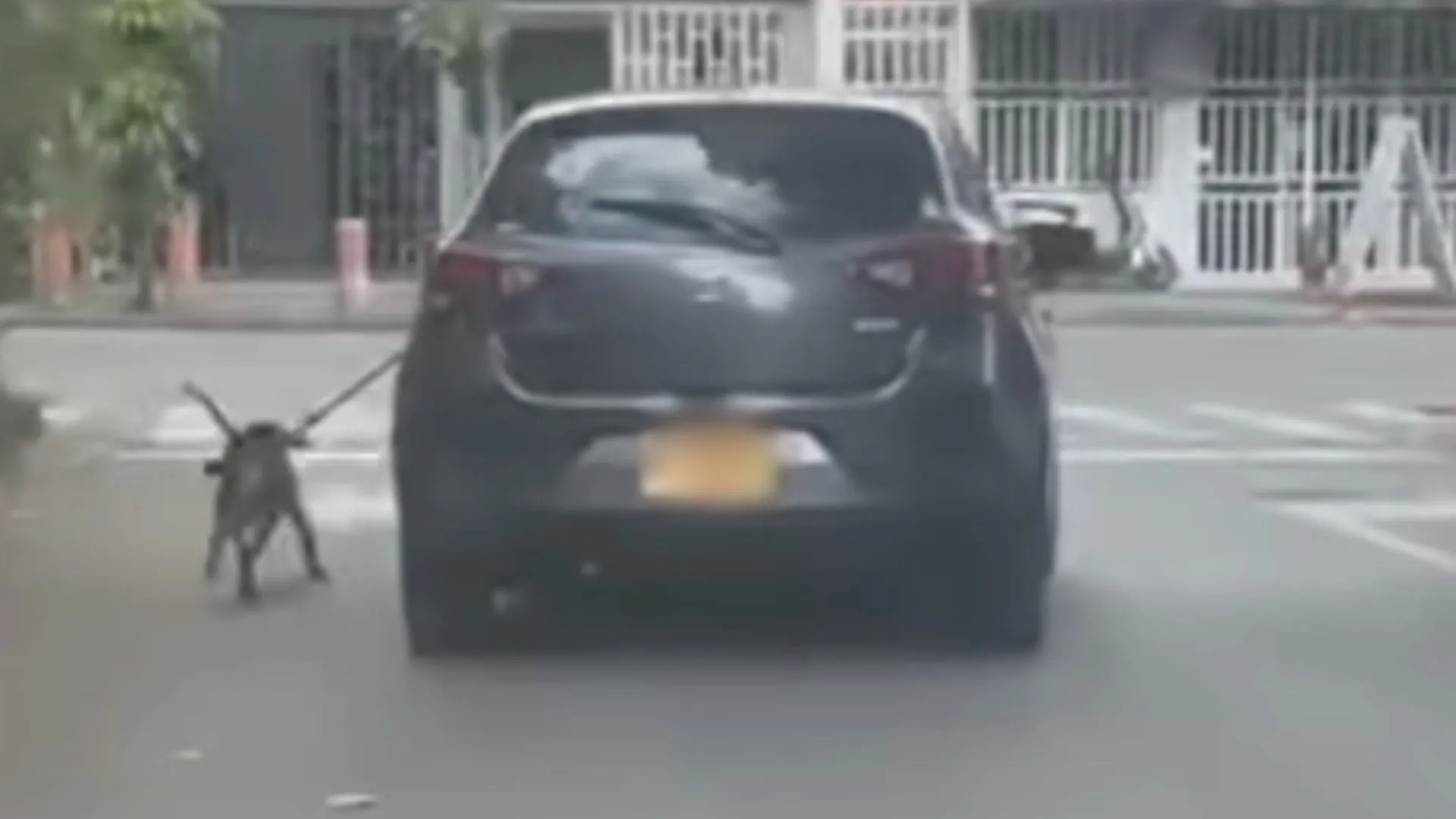 ¡No hay derecho! Video capta a perro siendo arrastrado por un vehículo en Cali; autoridades inician investigación