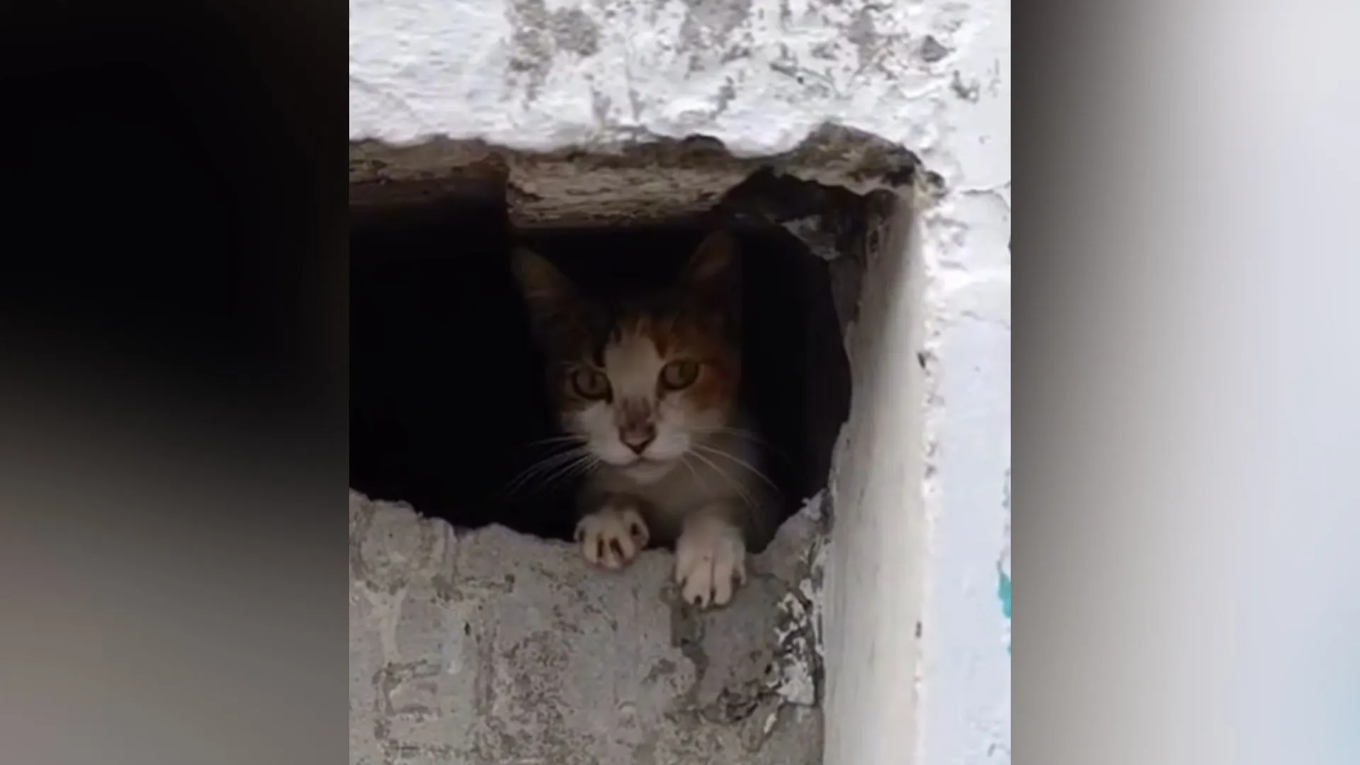 ¡Qué crueldad! Intentaron quemar viva a una gatica en inmediaciones del cementerio de Chigorodó