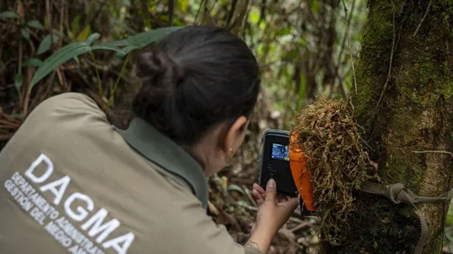 ¡Captado por cámaras trampa! Cali celebra la presencia de oso andino en sus predios de conservación