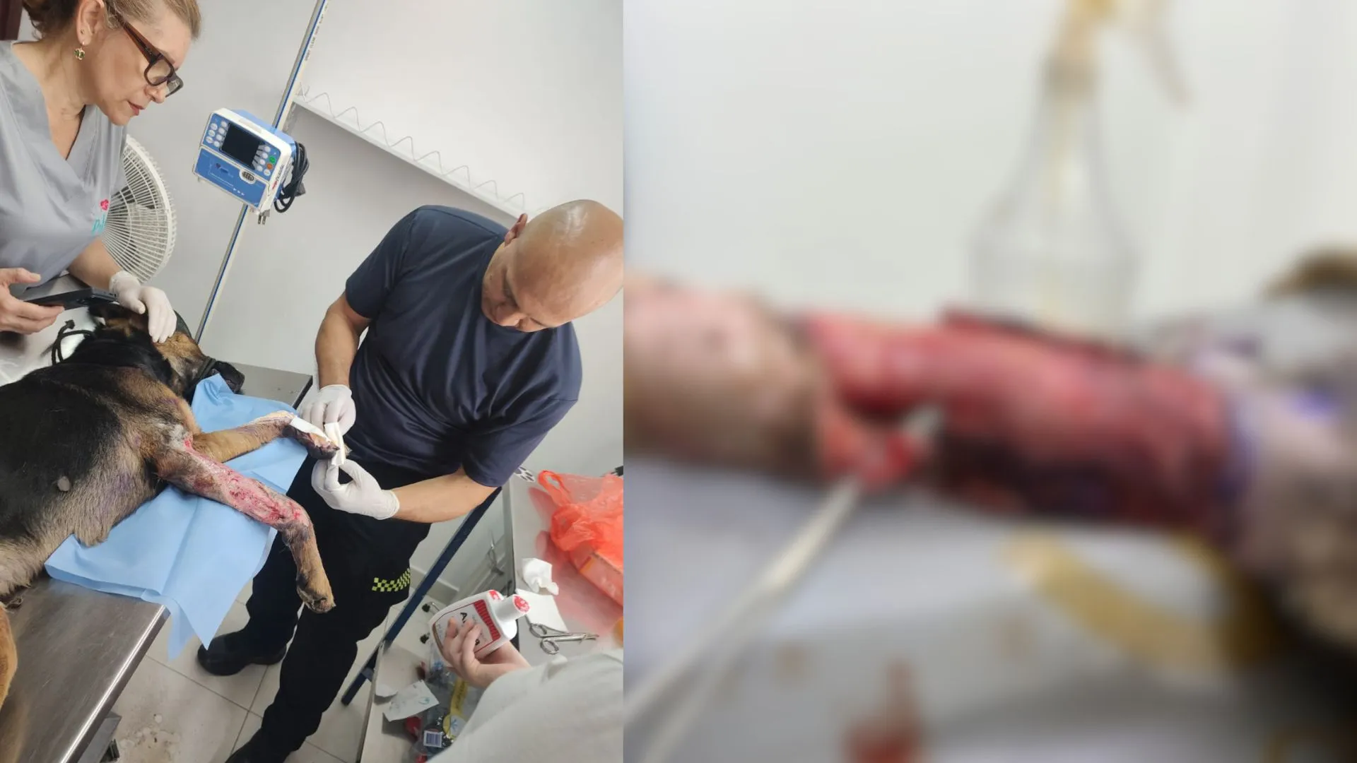 ¡Lo hallaron rodeado de gallinazos! Policías rescataron a un perrito en grave estado de abandono en Yotoco