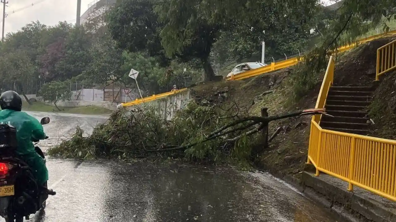 ¡Tarde fría y con lluvia! Rama de un árbol bloquea salida de la Feria de Ganado y complica el tráfico
