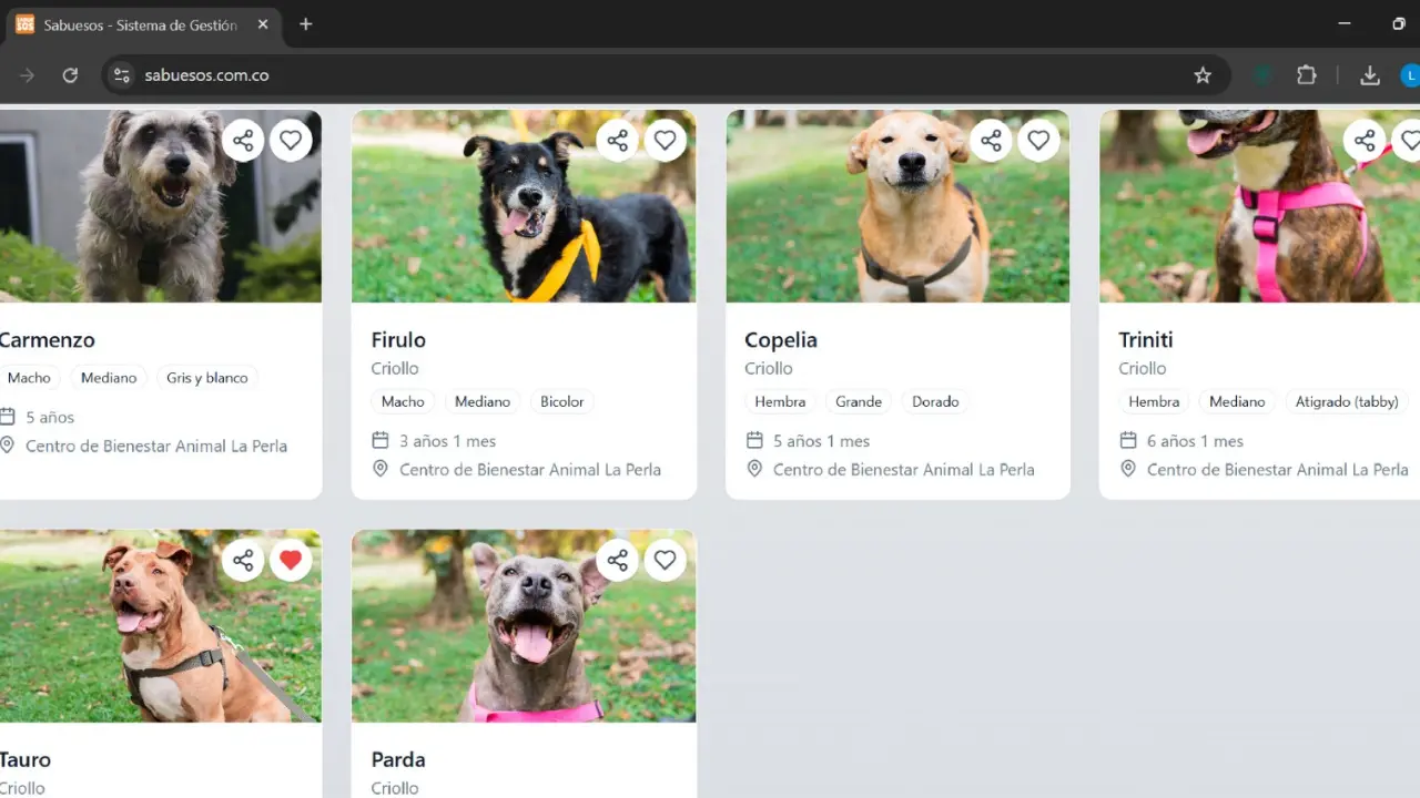 ¡A un clic de un nuevo amigo! Medellín lanza aplicación para adoptar perros y gatos de La Perla