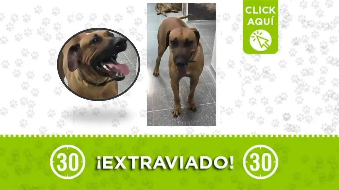 Buscamos a Astro, un perro que se perdió en Santa Fe de Antioquia