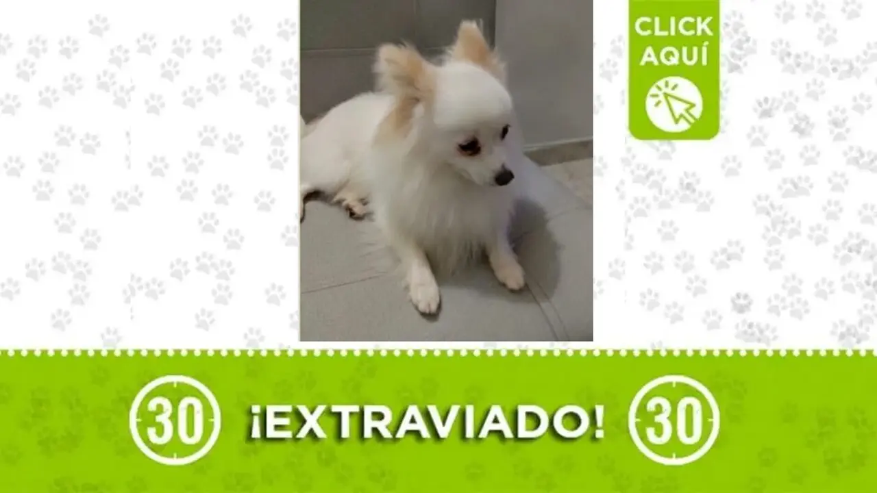 Copito se perdió en Robledo: un motociclista lo habría recogido por las Hamacas ¿lo has visto?