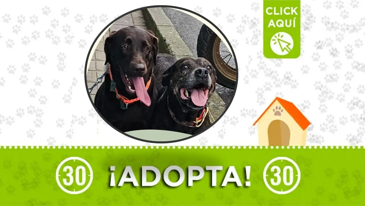 Dos perritas abandonadas buscan hogar: se requiere que sean adoptadas juntas