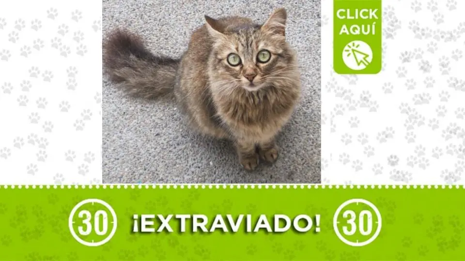 mango es un gatico que se perdió en Robledo El Diamante y su familia lo busca