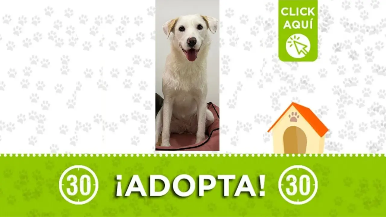 Kiara busca hogar con urgencia ¿la adoptas?