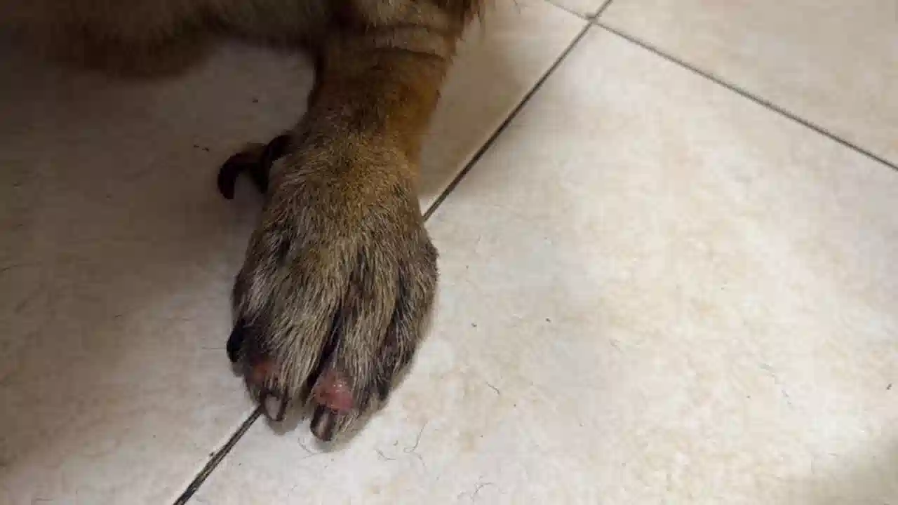 Autoridades de Bello atienden a perro arrollado en Niquía: avances en su recuperación