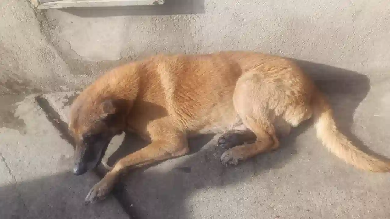 Autoridades de Bello atienden a perro arrollado en Niquía: avances en su recuperación