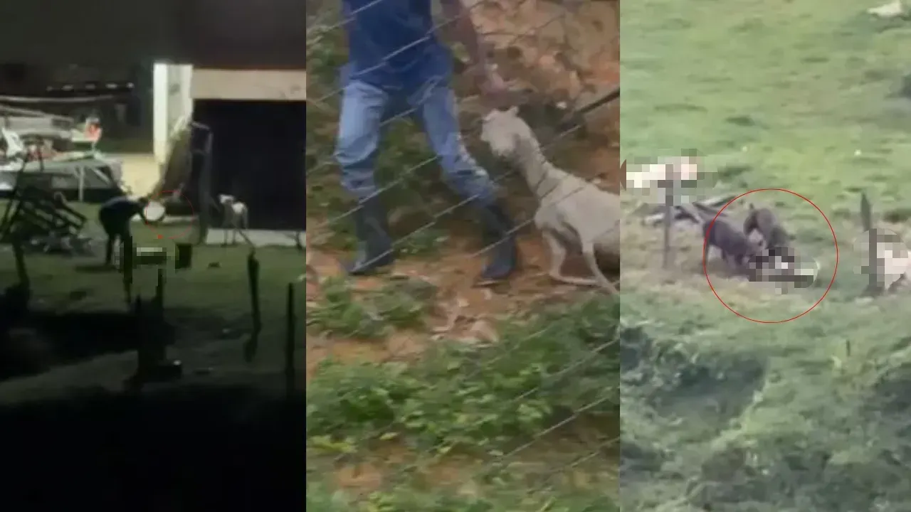 ¿Entrena perros para descuartizar cabras? Denuncian presunto maltrato animal en Altavista