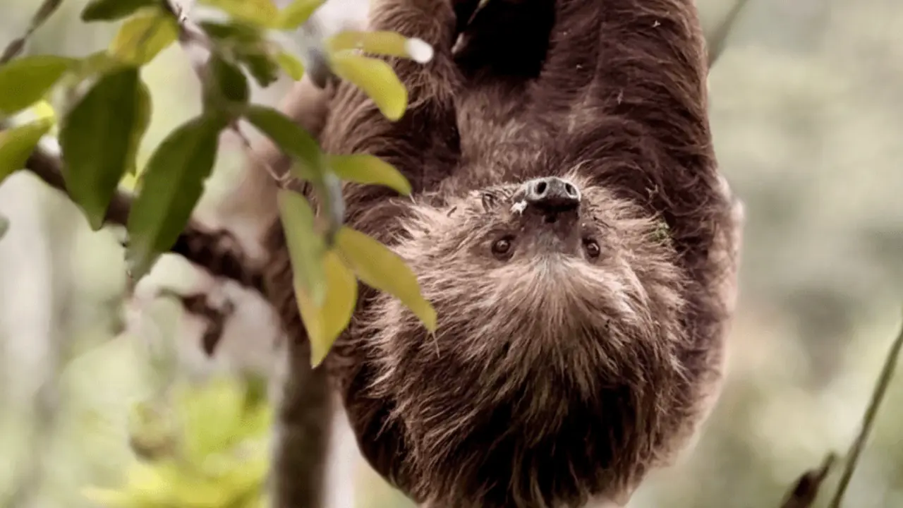 CAR Sumapaz reporta el rescate de 50 animales silvestres del tráfico y el cautiverio
