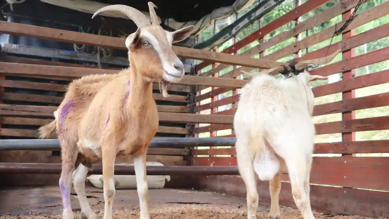 ¡Justicia para las cabras! Fico Gutiérrez anunció el rescate de los animales maltratados en Altavista