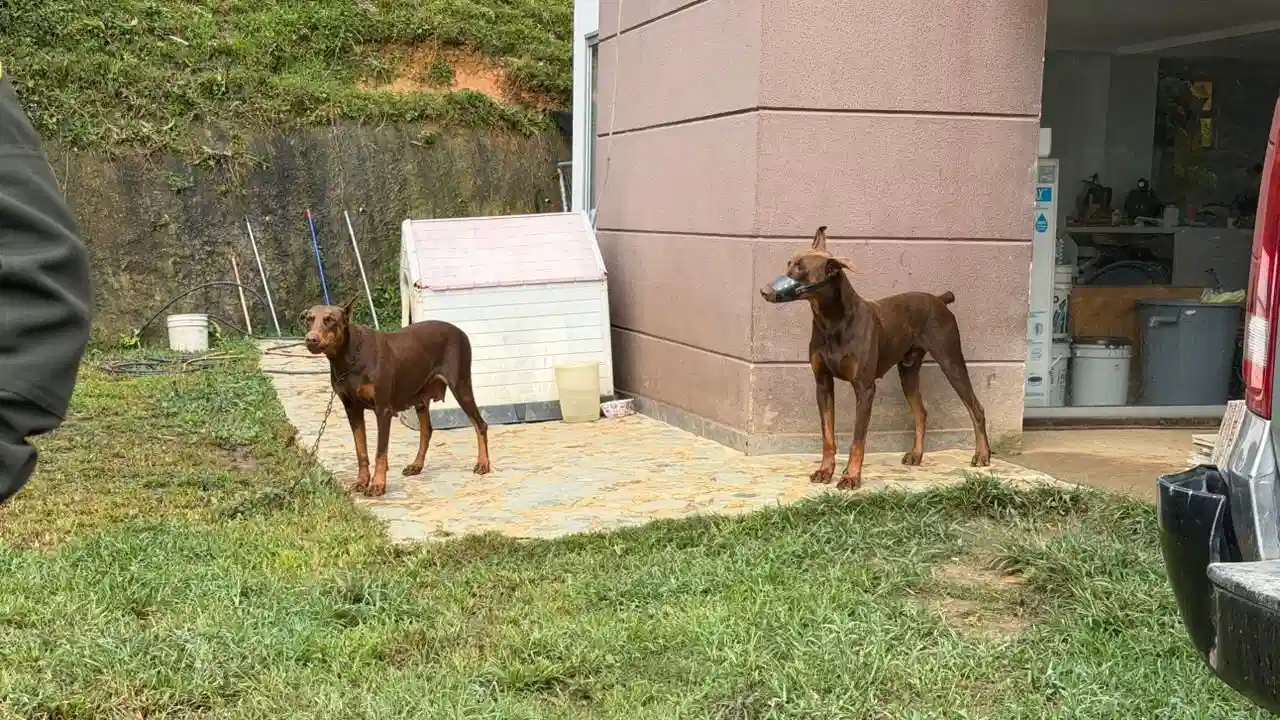 ¡Justicia para las cabras! Fico Gutiérrez anunció el rescate de los animales maltratados en Altavista