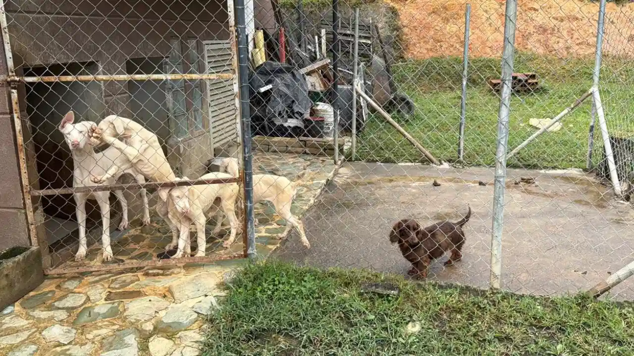 ¡Justicia para las cabras! Fico Gutiérrez anunció el rescate de los animales maltratados en Altavista