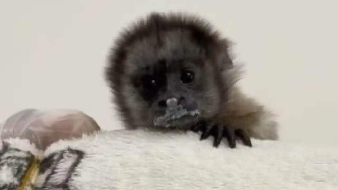 Bebé tití rescatado en Antioquia se aferra a un peluche mientras se recupera