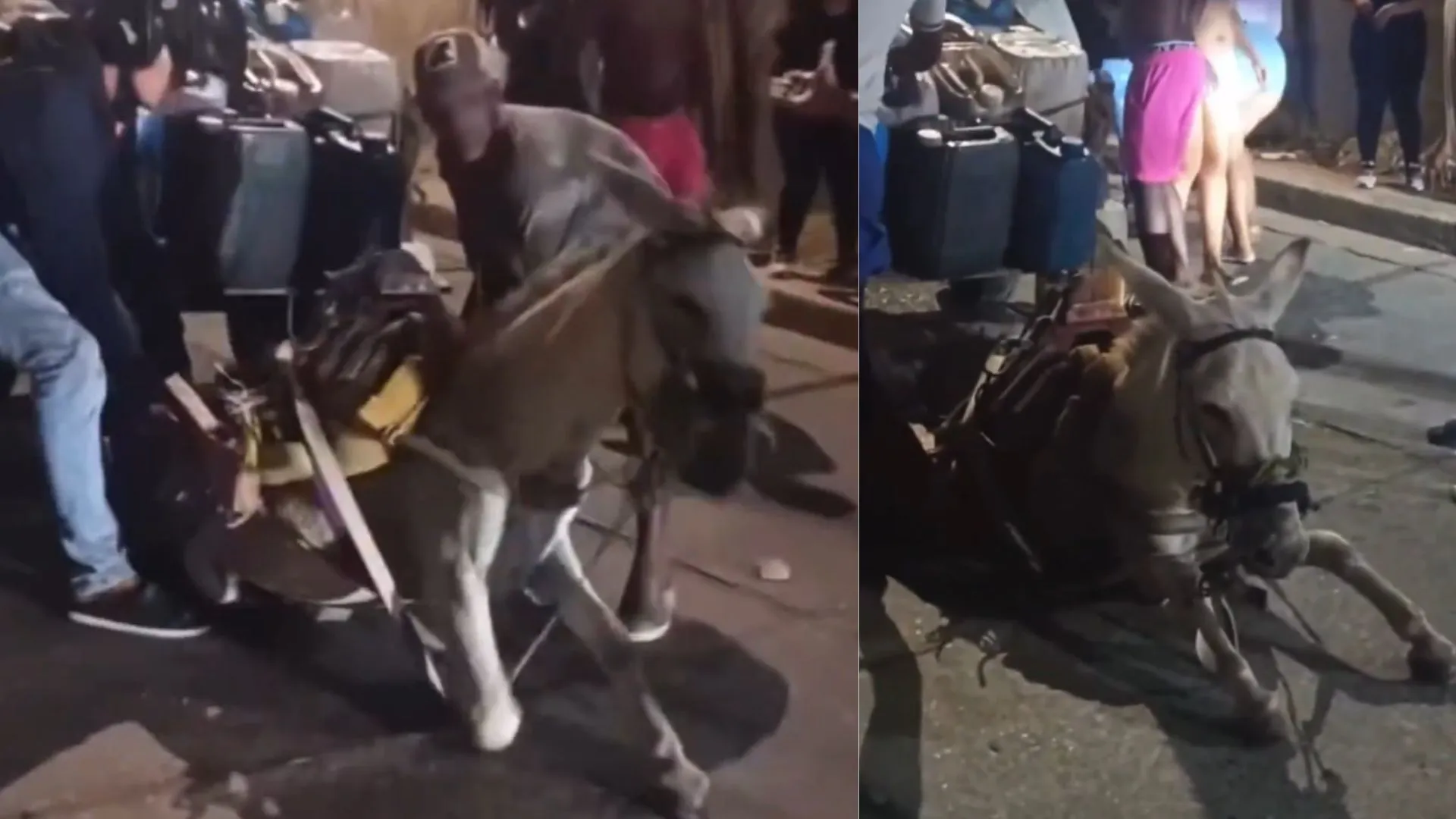 ¡Se desplomó del cansancio! Burro colapsa en Cartagena tras ser obligado a arrastrar carga excesiva