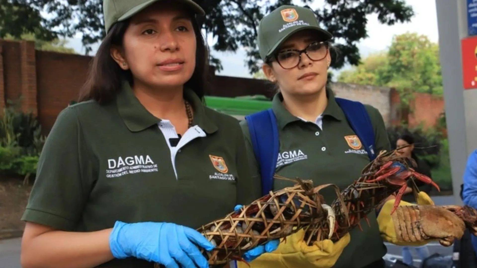 Incautan cangrejos azules y un armadillo en Cali durante operativo ambiental previo a Semana Santa