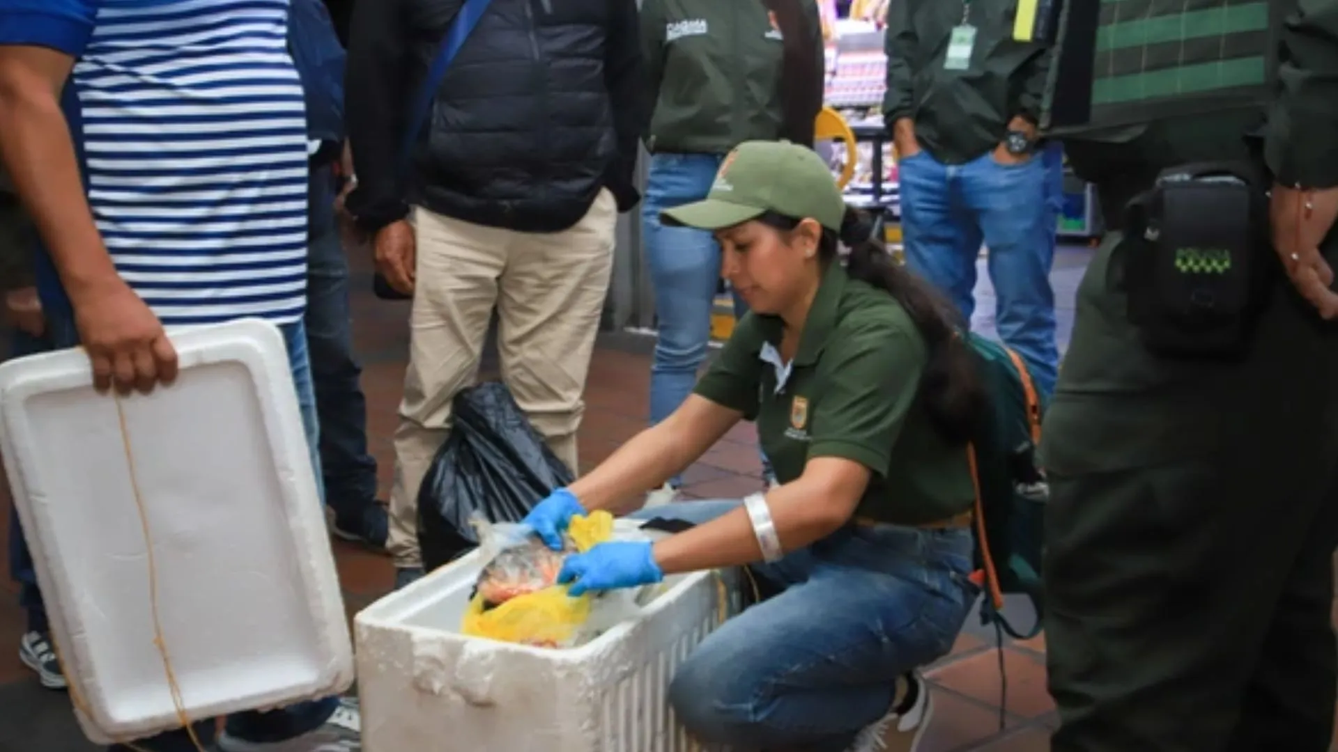 Incautan cangrejos azules y un armadillo en Cali durante operativo ambiental previo a Semana Santa