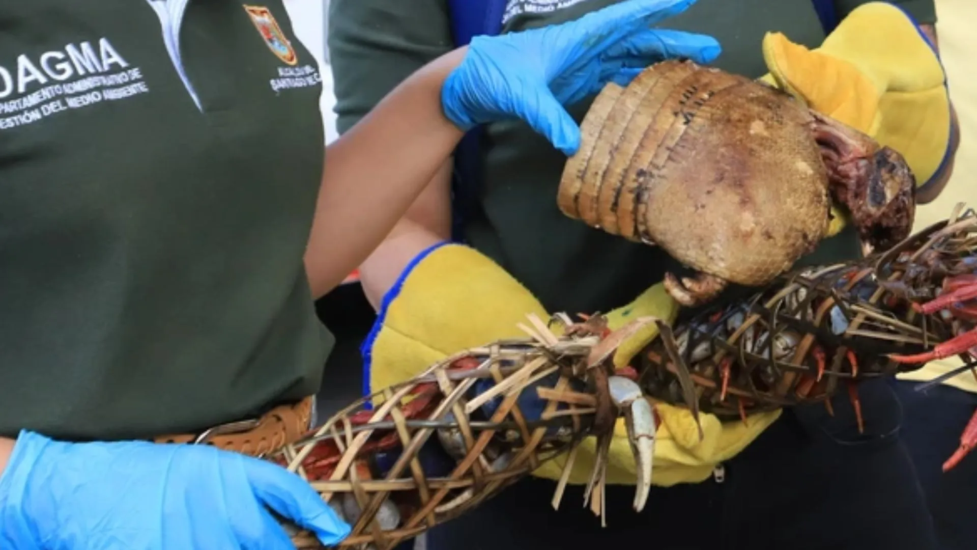 Incautan cangrejos azules y un armadillo en Cali durante operativo ambiental previo a Semana Santa