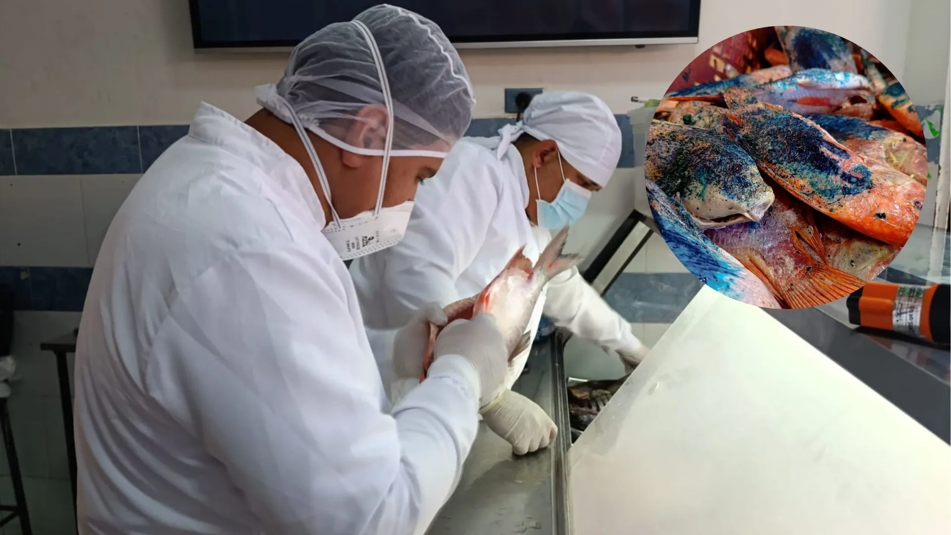 ¡Ojo con lo que compra! Decomisan media tonelada de pescado en mal estado en Bello