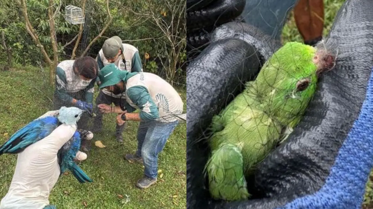 Aves fueron rescatadas tras hallazgo de jaulas y redes usadas para tráfico de fauna en Itagüí