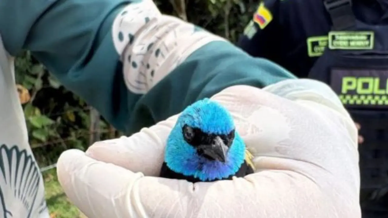 Aves fueron rescatadas tras hallazgo de jaulas y redes usadas para tráfico de fauna en Itagüí