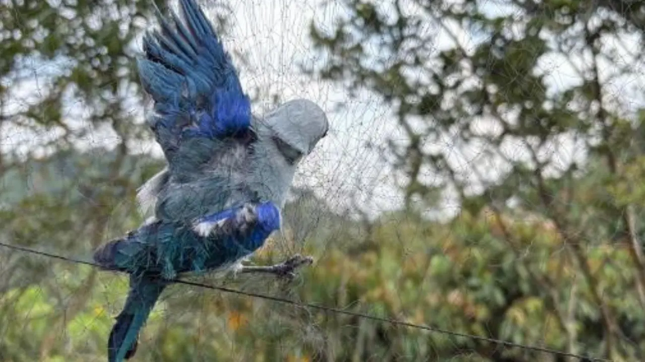 Aves fueron rescatadas tras hallazgo de jaulas y redes usadas para tráfico de fauna en Itagüí