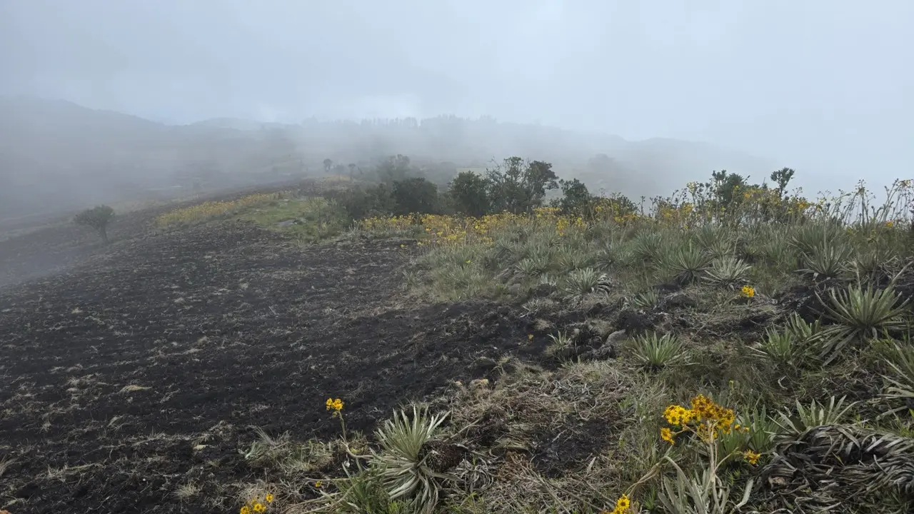 ¡Mano dura! Multa de $100 millones y siembra obligatoria por «masacre» de frailejones en Boyacá