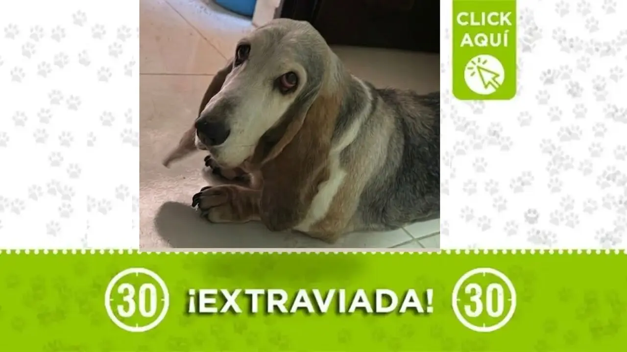 Buscamos a «Juana», perrita Basset Hound perdida en San Jerónimo