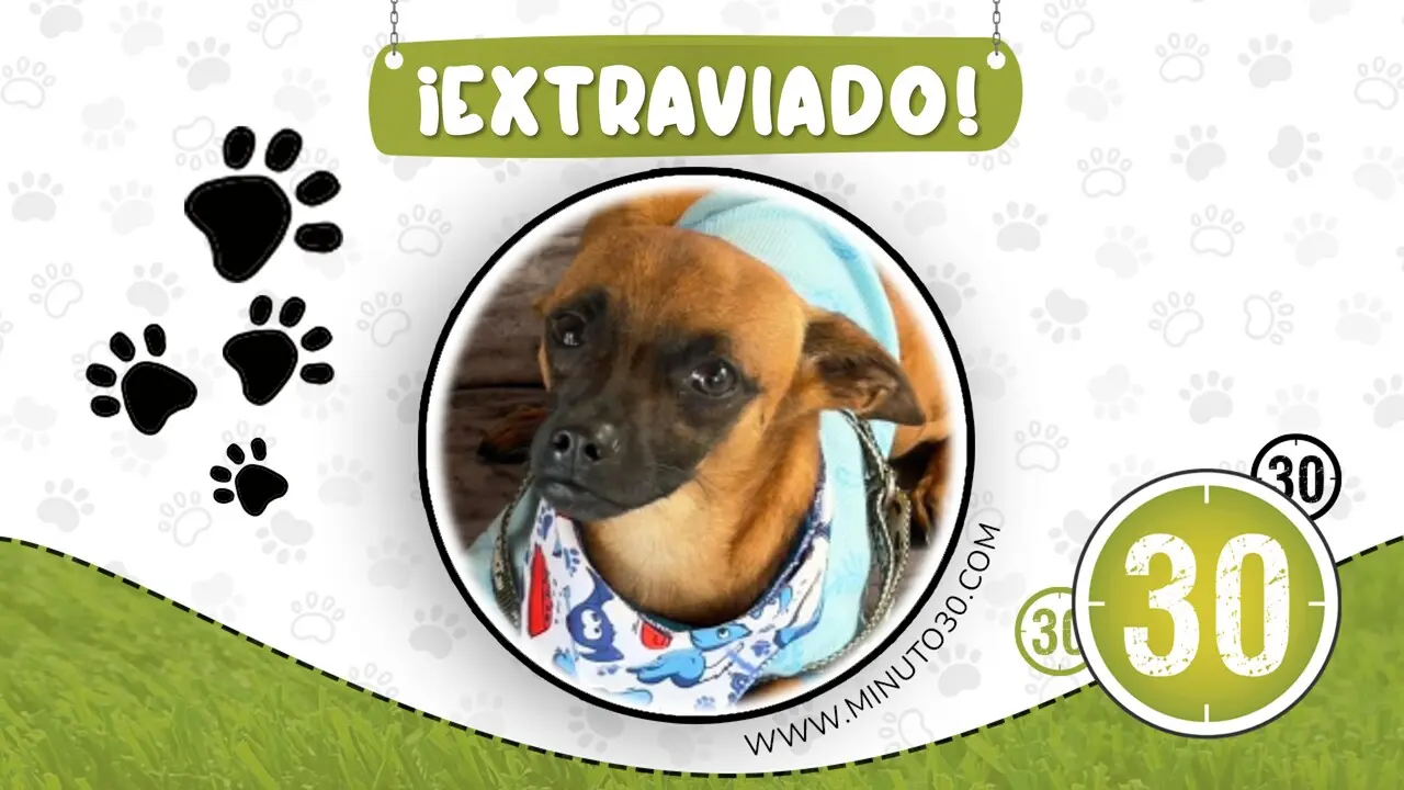 Buscan a «Papi», perrito perdido en el sector de La Mosquita en Rionegro