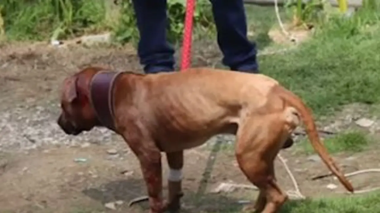 ¡Crueldad sin límites! Cae red internacional que organizaba peleas de perros con apuestas ilegales cerca de Bogotá