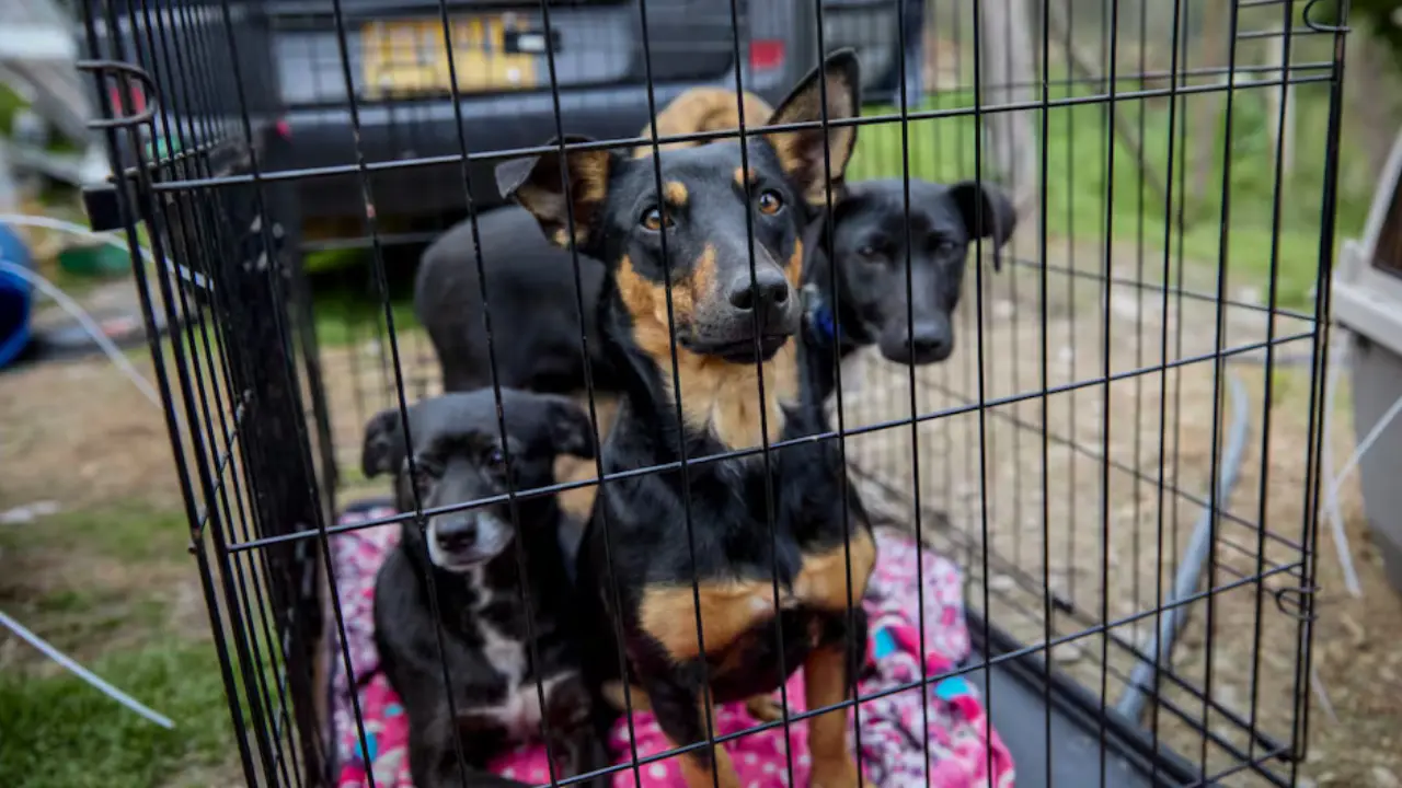 ¡Crueldad sin límites! Cae red internacional que organizaba peleas de perros con apuestas ilegales cerca de Bogotá