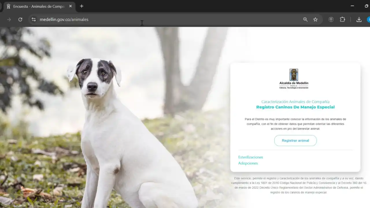 ¿Tiene un pitbull o rottweiler? Si no registran su perro de manejo especial, podrían recibir una multa