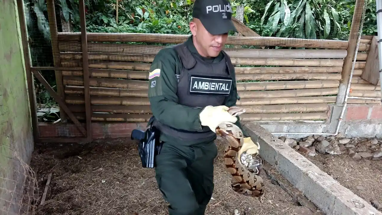 ¡Tatequieto al tráfico de fauna! Rescataron boas y loros en cinco municipios de Antioquia