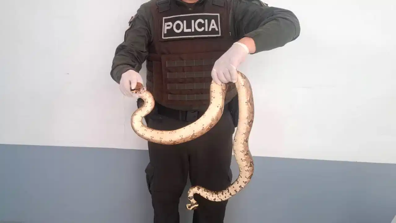 ¡Tatequieto al tráfico de fauna! Rescataron boas y loros en cinco municipios de Antioquia