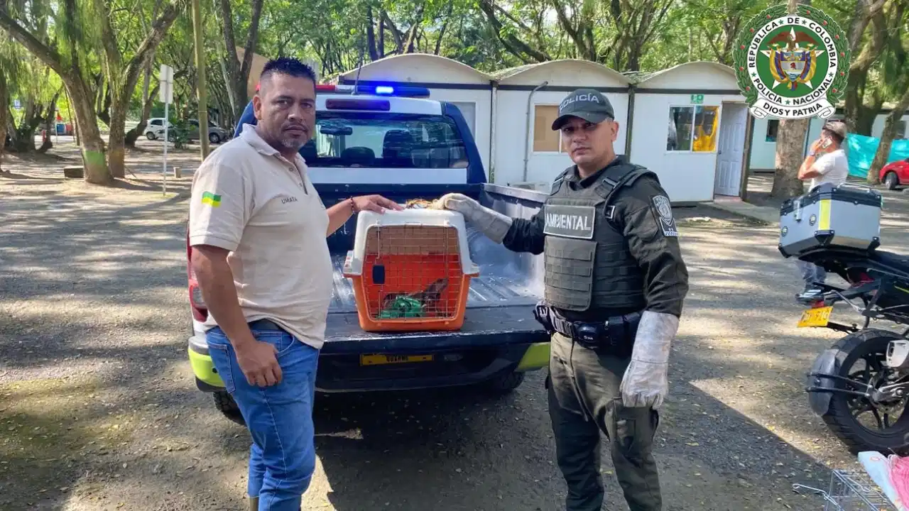 ¡Tatequieto al tráfico de fauna! Rescataron boas y loros en cinco municipios de Antioquia