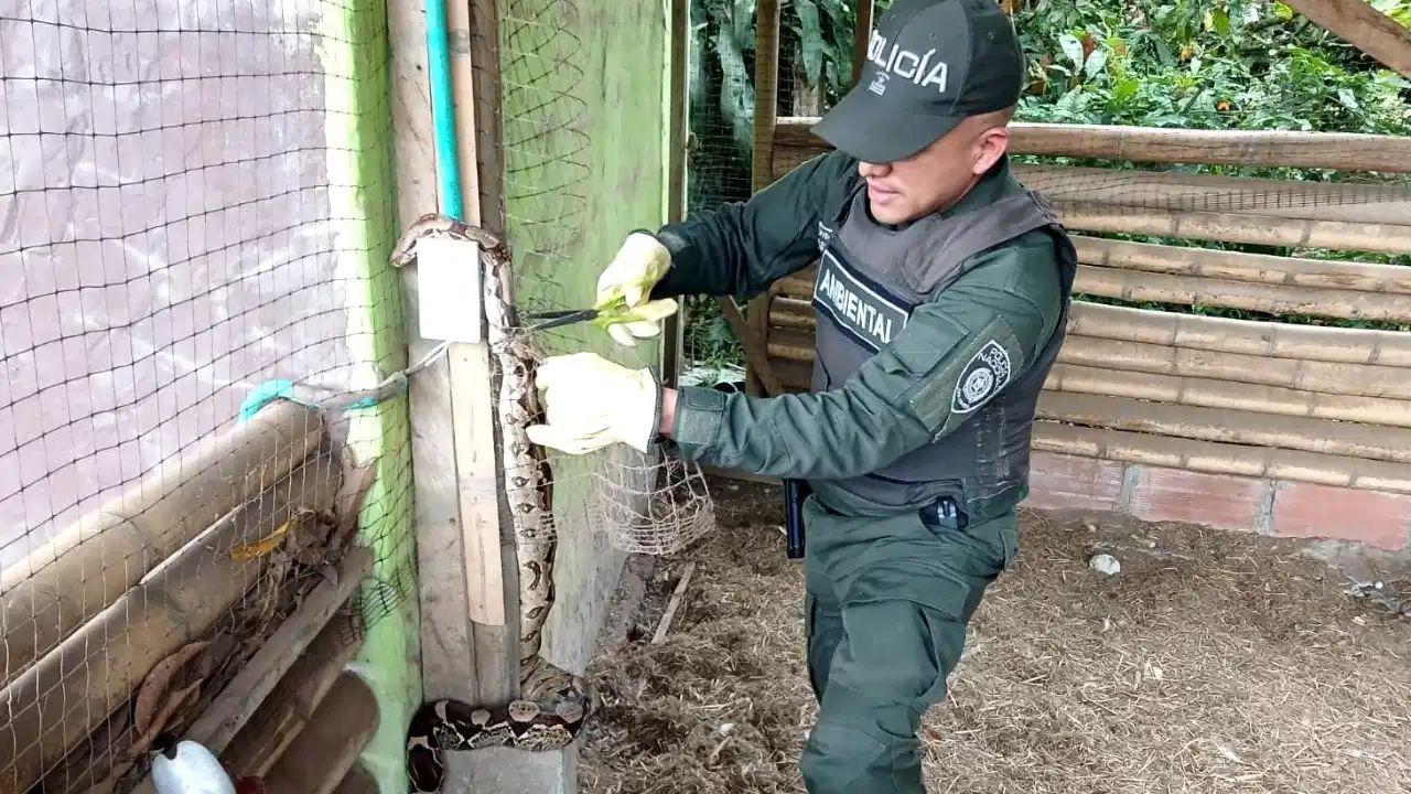 ¡Tatequieto al tráfico de fauna! Rescataron boas y loros en cinco municipios de Antioquia