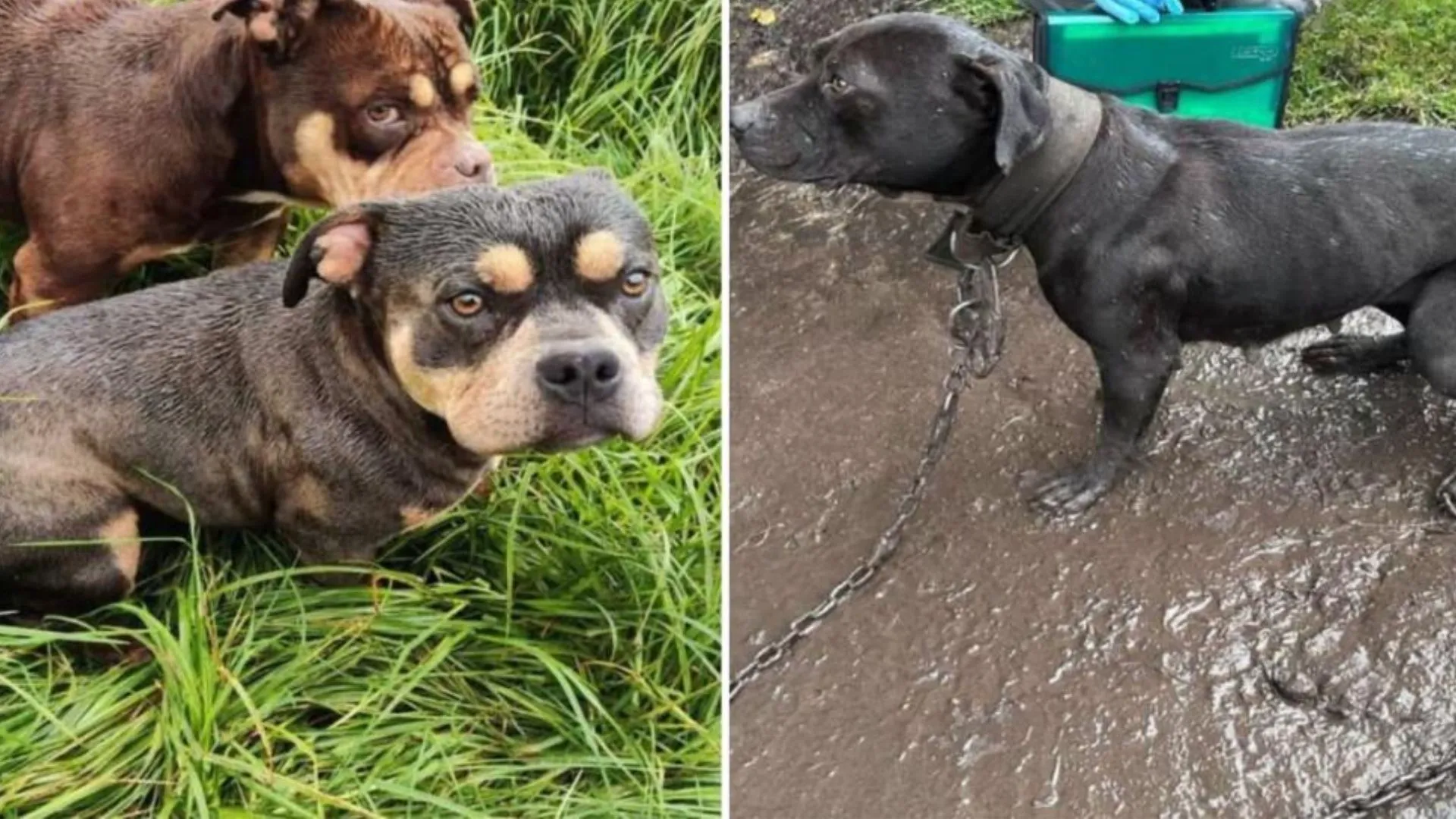 ¡Final al calvario! Rescatan a 12 animales que sufrían por desnutrición y maltrato en el sur de Bogotá