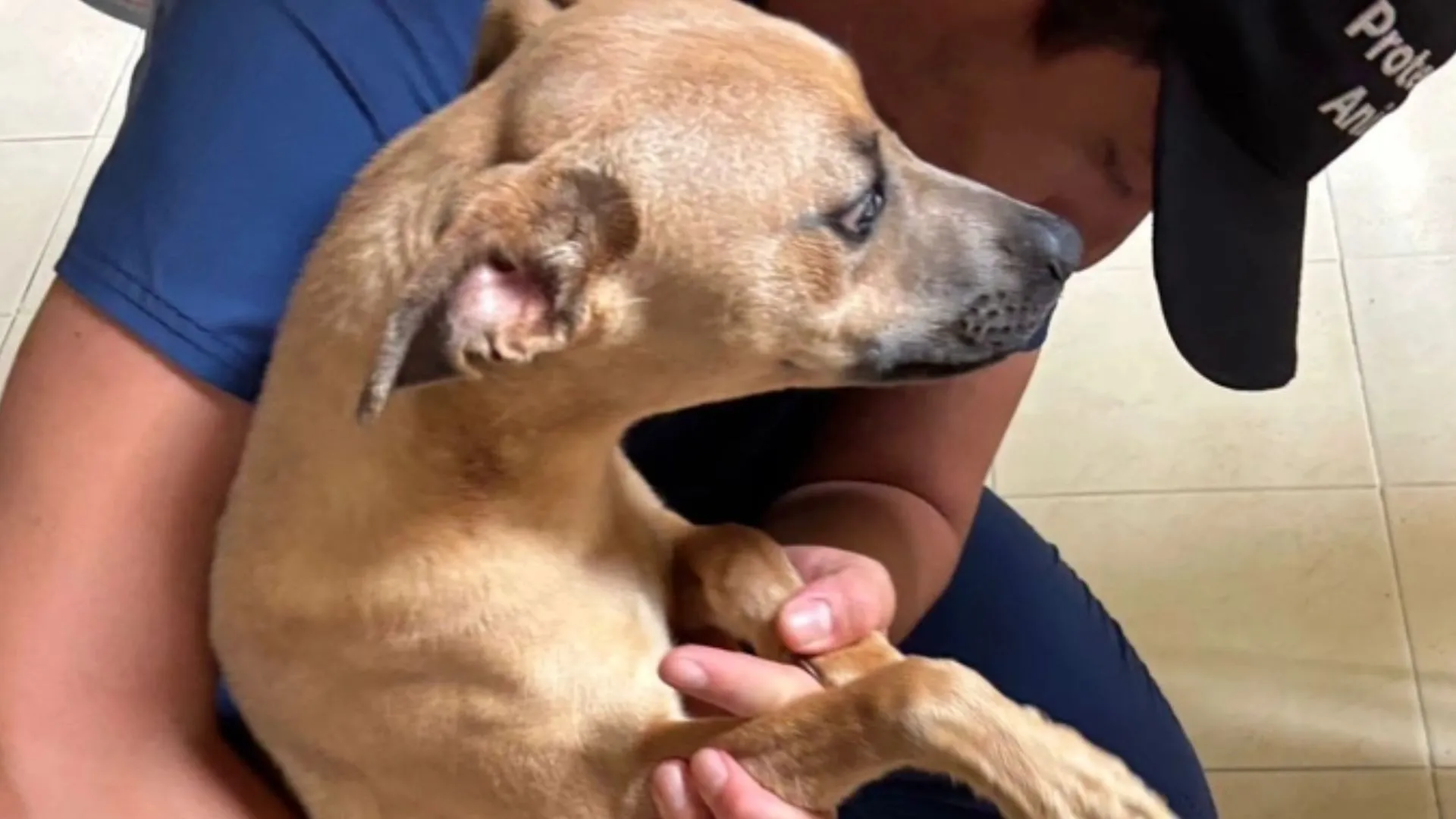 Dos perritas en estado crítico y un canino encadenado: La Uaepa activa ruta de protección por maltrato en Cali