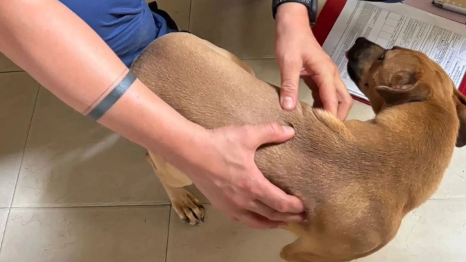 Dos perritas en estado crítico y un canino encadenado: La Uaepa activa ruta de protección por maltrato en Cali